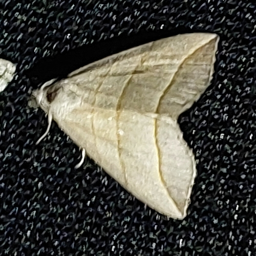 Colobochyla salicalis