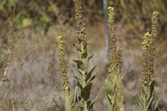 Verbascum thapsus