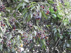 Ormosia semicastrata