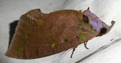 Eudocima discrepans