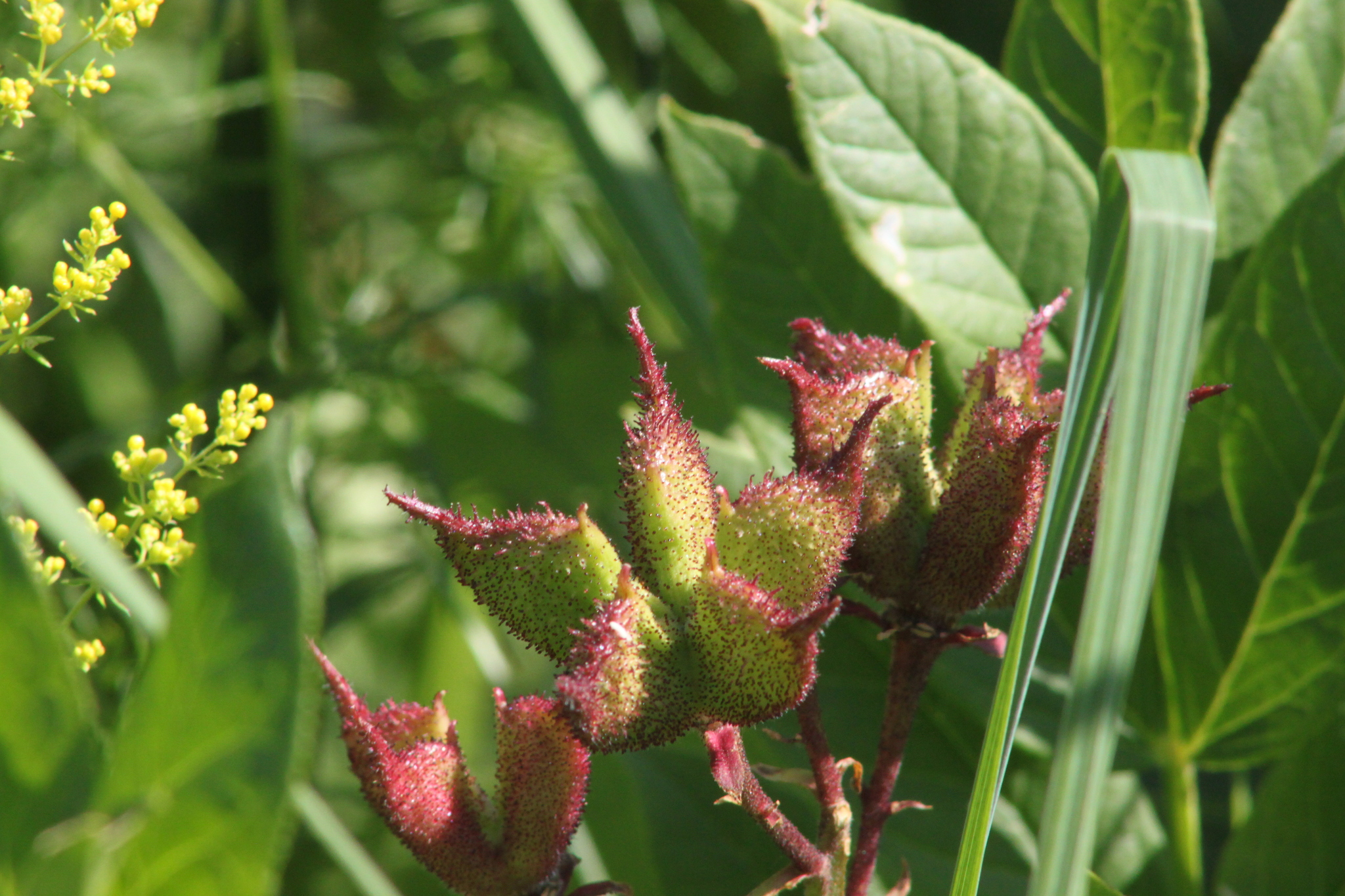 Dictamnus angustifolius