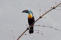 Ramphastos vitellinus