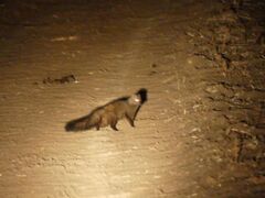 Bushy-Tailed Mongoose photo 3