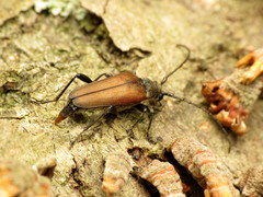 Trachysida mutabilis