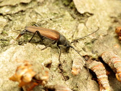 Trachysida mutabilis