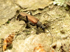 Trachysida mutabilis