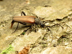 Trachysida mutabilis