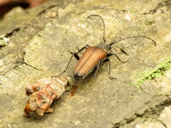 Trachysida mutabilis