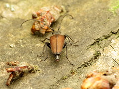 Trachysida mutabilis