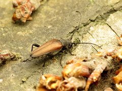 Trachysida mutabilis