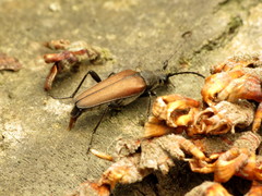 Trachysida mutabilis