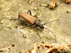 Trachysida mutabilis