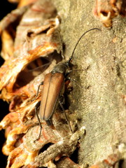 Trachysida mutabilis