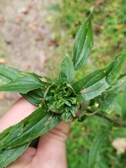 Rhopalomyia capitata
