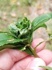 Rhopalomyia capitata