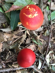 Amanita hemibapha