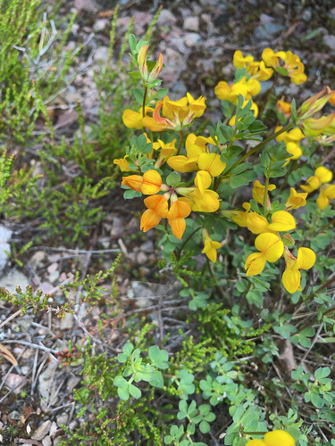 bird's-foot trefoil