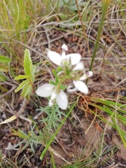 Polygala ericifolia