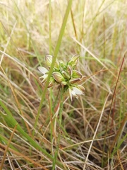 Polygala ericifolia