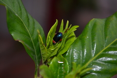 Alagoasa ceracollis