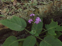 Pseuderanthemum cuspidatum