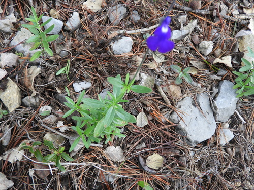 Image of Salvia coahuilensis by (c) Leticia Jiménez Hernández, some rights reserved (CC BY-SA)