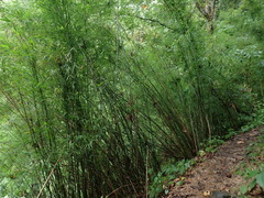 Himalayan Blue Bamboo (Himalayacalamus asper)