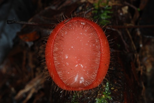Bristly Tropical Cup