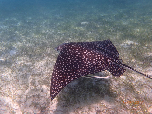 Spotted Eagle Ray, photo 7 of 8