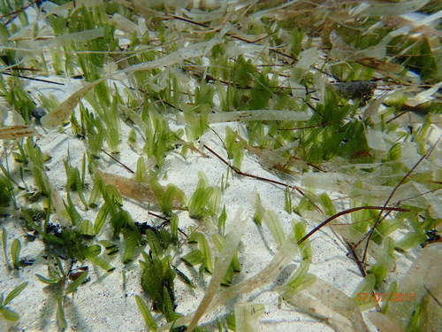 halophila seagrass
