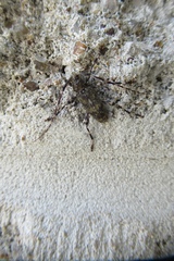 Graphisurus fasciatus