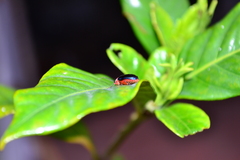 Alagoasa ceracollis