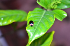 Alagoasa ceracollis