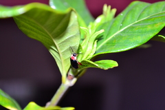 Alagoasa ceracollis