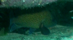 Acanthistius ocellatus