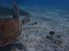 Udotea flabellum
