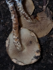 Pholiota subflammans