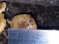 Pholiota subflammans