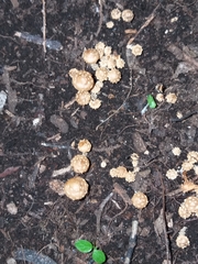 Pholiota subflammans