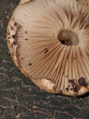 Pholiota subflammans