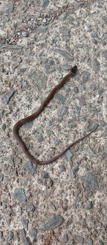 Striped Litter Snake