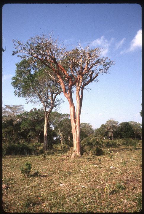 gumbo-limbo, copperwood, chaca, turpentine tree (Bursera simaruba