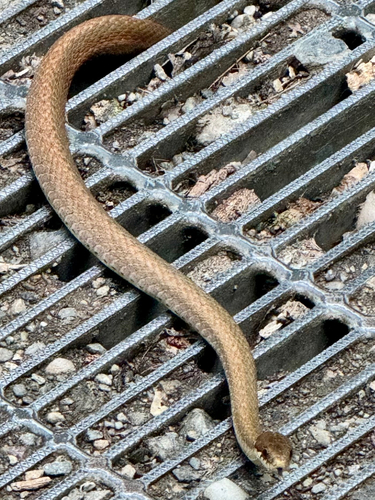 Japanese Keelback