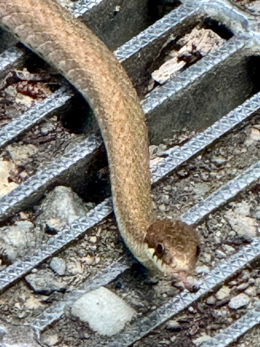 Japanese Keelback