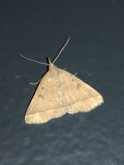 Pechipogo plumigeralis