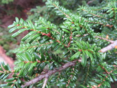 Tsuga diversifolia