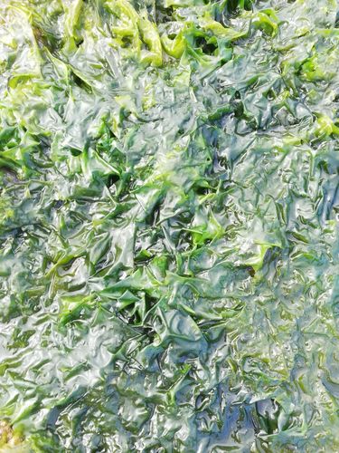 Broadleaf Sea Lettuce