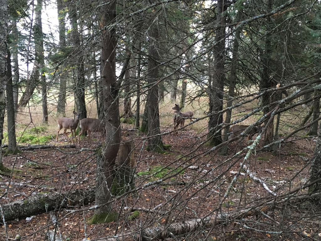 Whitetailed Deer from Lakeview National Golf Course, Two Harbors, MN