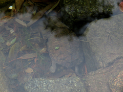 Hydromedusa tectifera