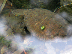 Hydromedusa tectifera